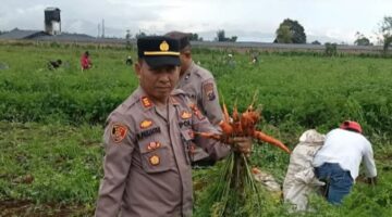 Kapolsek Simpang Empat, Tinjau Panen Wortel Perdana Program Ketahanan Pangan