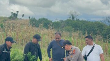 8 Batang Pohon Ganja ditemukan di ladang Warga, Polres Karo Amankan Tersangka HSG