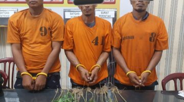 Tanaman Ganja Ditemukan di Perladangan Juhar, Satresnarkoba Polsek Juhar Amankan Tiga Warga